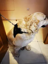 Arnés ajustable para perros y gatos, correa reflectante y transpirable, arnés tipo chaleco para perro y mascota