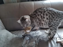 Simulation Bird Mouse Pet Cat Toy Kitten Interactive Training Scratching Toy Feather