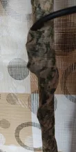 4,5 m Hunt disfraz Elastoplast de camuflaje, elástico de la cinta autoadhesiva deportes Protector tobillo rodilla dedo brazo vendaje