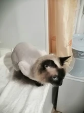 Cortadora de pelo eléctrica profesional para mascotas, máquina de aseo recargable para cortar el pelo de animales, afeitadora para perros y gatos