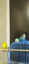1pc 3.8cm Pet Parrot Toy Bird Hollow Bell Ball For birds Chew Fun Cage Toys