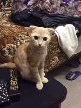 Máquina automática para hacer pan, cinta transportadora, Banda Perimetral, 519mm, cocina