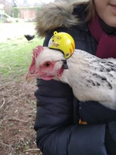 Bird-Hat Chicken-Helmet Pets Funny for Protective Hen Hood 3/2/1pcs