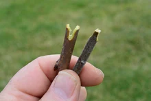 Scissor Shears Bud-Cutter Gardening-Tools Fruit-Tree-Vaccination Grafting FUJIWARA Multi-Function