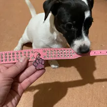 Collar de estrás para perro 3 filas de cuero de gamuza de Diamante gato cachorro 5 colores para pequeño mediano perros Chihuahua Yorkshire