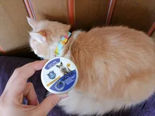 Collar que elimina pulgas y garrapatas para perros y gatos, repelente de mosquitos e insectos, Collar para gatos de pulga y garrapata de hasta 8 meses