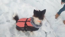 Vest Jacket Dogs-Harness Dog Coat Reflective Waterproof Outfit Large Thick with Fur-Collar