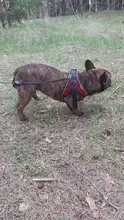 Arnés de perrito arneses de perro mascota reflectante para perros Bulldog francés Chihuahua ajustable perro de Seguridad entrenamiento chaleco para andar sin tirones