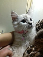 Collar de Gato con estampado de Pata de Gato, campana, Collar de cinta de nailon ajustable para gatos, perros pequeños, correa para el cuello, perrito, 1,0 cm, 19-32cm