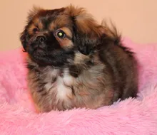 Pet-Mats House Sofa Dog-Bed Labrador Animals Plush Chihuahua Large Round Soft Coral Long