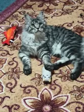 Pet Soft Plush Creative 3D Carp Fish Shape Cat Toy Gifts Catnip Fish Stuffed Pillow Doll