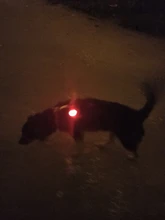 Perro mascota LED nocturno linterna perro gato Collar brillante colgante de seguridad para mascotas lleva Collar luminosa decoración brillante collares para perro