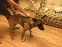 Dog-Harness Loop Dog-Molle-Vest Working Tactical with 2-Metal Buckle Hook Clip Handle