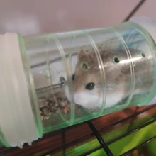 Cage-Fittings Tunnel-Port Hamster Toy-Cages External-Pipe Small Baffle Outside-Plate