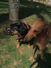 Mascarilla antiladridos para perros, máscara de silicona para evitar morder, con ventilación