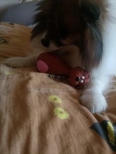 Dog-Toys Latex Pet-Puppy Animal-Shape Squeaky-Sound Chew