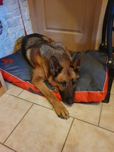 Dog-Beds Pillow Kennel Dogs-House Labrador Large Mats Sofa for Square Husky Teddy Cat