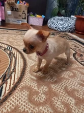 Necklaces-Accessories Collar Puppy-Products Chat Kitten Kota Small Traumdeutung for Pet-Dog