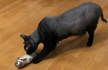 Pet Soft Plush Creative 3D Carp Fish Shape Cat Toy Gifts Catnip Fish Stuffed Pillow Doll