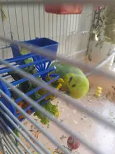 Legendog-jaula multiusos creativa para pájaros, frutas y verduras, alimentador, cesta, alimentador de loro, suministros de Alimentación de Mascotas, 1 unidad