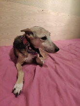 Personalized Fabric Super Strong Durable Martingale Collars for Dogs Heavy Duty Duty