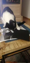 Filtro de carbón activado para Gato, caja de arena, desodorante, 4/6 Uds.
