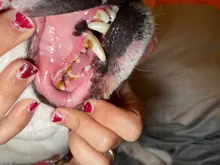 Eliminador de cálculo ultrasónico para el hogar, escarificador Dental eléctrico portátil, manchas de humo sónicas, placa de sarro, dientes blancos