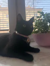 Collar ajustable para mascota de estilo japonés, Cascabel hueco de flor, arnés para perro y gato, correa de conejo, accesorios