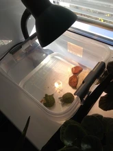 Lámpara para reptiles, bombillas de luz ultravioleta de 25/50/75W, UVA, UVB 3,0, para base de tortuga, lámpara de calefacción para anfibios y lagartos, controlador de temperatura