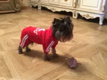 Pet Dog Clothes Fashion Hoodie Spring and Summer For Dogs Coat Jacket Cotton Ropa Perro