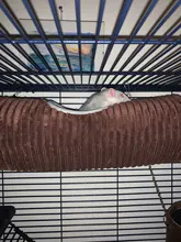 Hamster Tunnel Hammock Toy-Cage Tube Sugar-Glider Ferret Rat Small Animals Swing-Bed