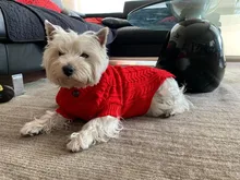 UFBemo Knitted Cable Dog Sweater Dachshund Cat Pull Chien Teckel Clothes Christmas Winter