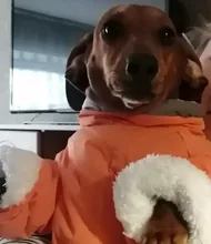 Winter Overalls for Dogs Warm Waterproof Pet Jumpsuit Trousers Male/ Female Dog Reflective