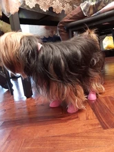 Zapatos antideslizantes para mascota de perro de lluvia, botas de goma impermeables para chihuahua, calzado para exteriores, calcetines para perro