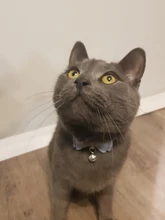 Bowtie Cat Collar Charm Safety Break Away Nylon Necktie Collar for Cats Bell Leather