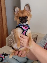 Arnés de nailon para perros y gatos, chaleco con estampado para cachorros de tamaño pequeño y medio, Bulldog Francés y Chihuahua