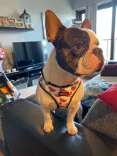 Arnés de nailon para perros y gatos, chaleco con estampado para cachorros de tamaño pequeño y medio, Bulldog Francés y Chihuahua