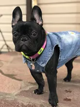 Dog-Vest Jacket Apparel Jeans Puppy Small Dogs Yorkshire Terrier Denim For Chihuahua