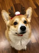 Pet Dog Cat Costume Christmas Antlers Hat Cloak Halloween Disguise Clothes For Cats Small