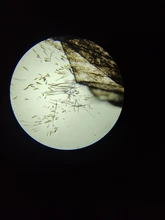 Microscope-Camera Trinocular Digital Electronic-Eyepiece CMOS 5MP USB HD for Free-Driver