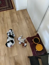 De cerámica tazón de perro gato plato con soporte de madera No derrame de alimentos para mascotas alimentador de agua gatos perros pequeños perros Pet