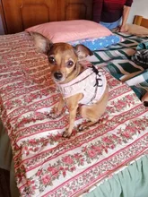 Vest Clothes-Supplies Leash Dog-Chain Chest-Strap Reflective Bichon-Pet Small Printed