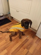 MySudui Medium Big Dog Winter Clothes For Dogs Pets Clothing Reflective Dog Jackets Outdoor