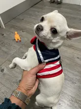 Arnés ajustable para Collar de perro, Correa creativa de estilo traje marino para el pecho, cuerda de tracción segura para perros medianos pequeños y gatos