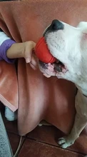 HOOPET Perro Pelota de Goma Juguete Mordedura-resistente Perros Pitbull Cachorro de Peluche Alimentos Para Mascotas