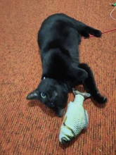 Doll-Pillow Cat-Toy Cat Mint Simulation-Fish Grass-Carp Funny New Pet-Molar