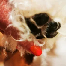 Hair-Trimmer Pets-Clippers Pet-Grooming-Machine Nail-Grinding Dog Usb-Rechargeable Baorun