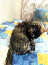 DEKO-Nivel láser serie LL5, herramienta de nivelación de 5 líneas, 6 puntos, luz roja y verde, nivelado automático, Horizontal y Vertical, ajuste de 360 grados, mayor visibilidad