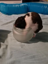 Soporte de botellas estabilizador para limpieza de aerógrafo, estación de pintura, filtro de botellas de vidrio, compresor esmerilado, juego opcional A-C