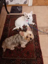 Botas impermeables para perros, zapatos para perros, antideslizantes, para cachorro, gato, lluvia, nieve, calzado para perros pequeños, Chihuahua, 4 Uds.